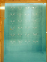 Screen for printing transfers of faces